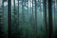 Duistere sfeer in het bos