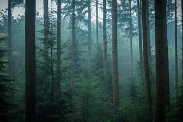 Dark atmosphere in the forest by Eefje John