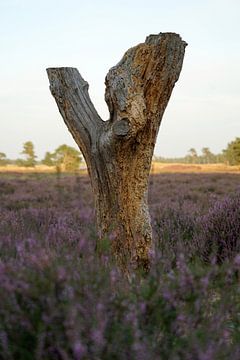 Verdwaalde boomstronk op de heide van Luci light