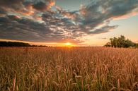 Lever de soleil sur un champ de blé par Johan Honders Aperçu