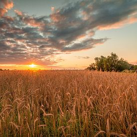 Sonnenaufgang über einem Weizenfeld von Johan Honders