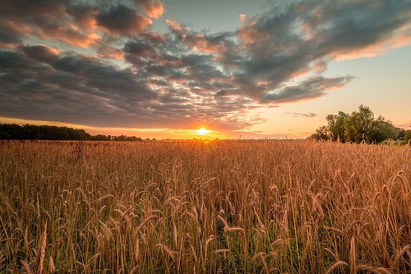 Sonnenaufgang über einem Weizenfeld von Johan Honders