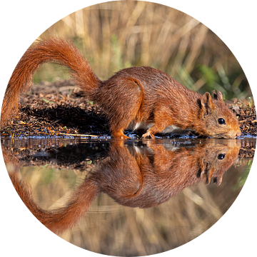 Weerspiegeling in het water van een drinkende eekhoorn van John Stijnman