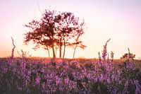 Veluwe
