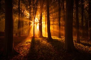 Herbstwald von Martijn van der Nat