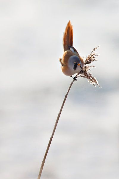 Baardmannetje in het riet in de winter van Jeroen Stel