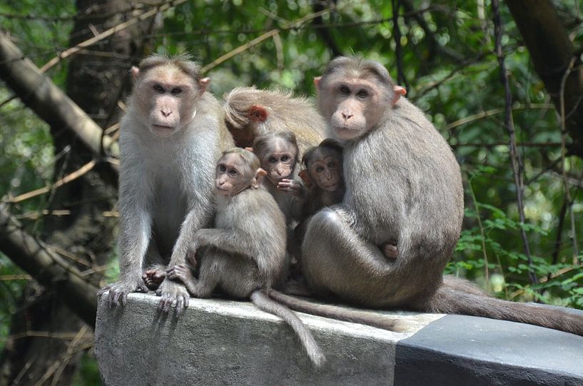 Indische kroonaap familie by Maurits Kuiper