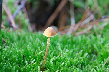 Delicate paddenstoelen filigraan op de bosgrond van Martin Köbsch