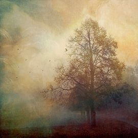 Silhouettes d'arbres dans la brume d'automne