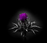 Purple Volcano