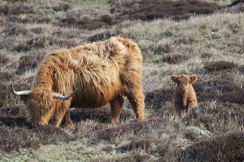Highlander écossais avec un veau