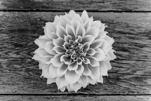 Dahlia flower