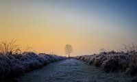 Solitary tree in frozen heath at sunrise I van Luis Boullosa thumbnail