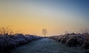 Solitary tree in frozen heath at sunrise I von Luis Boullosa