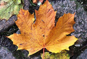 Des feuilles d'automne colorées sur le sol sur MPfoto71