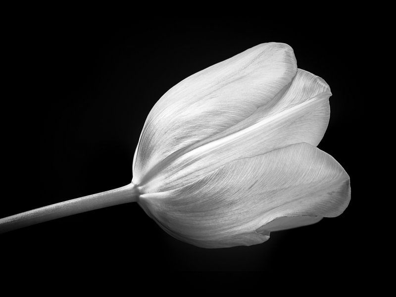 Tulpe in Schwarz-Weiß von Arno Litjens