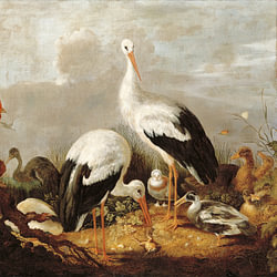 Weißstorch