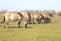 Konik paarden