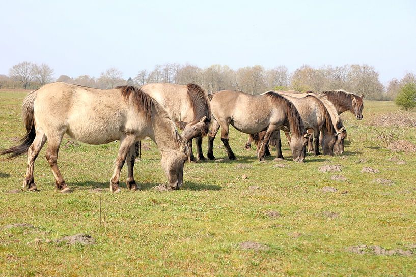 Konik-Pferde von Henk Katuin