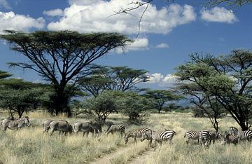 Zebra's in afrikanischer Landschaft von Paul van Gaalen, natuurfotograaf