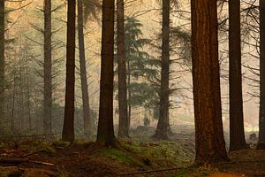 Atmosphärische Kiefern im Herbst