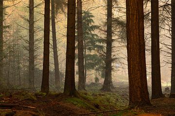 Atmosphärische Kiefern im Herbst von KB Design & Photography (Karen Brouwer)