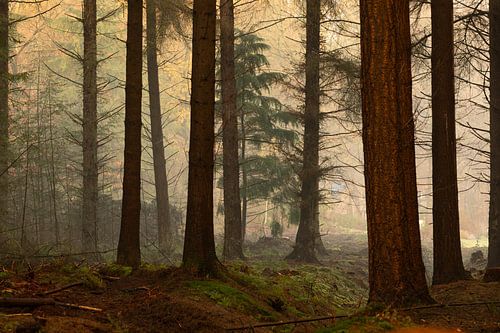 Atmospheric pine trees in autumn