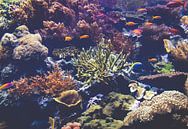 Onderwaterwereld van Michelle LaSanto thumbnail