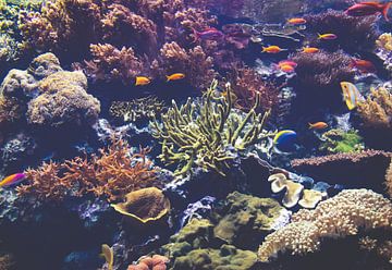 Onderwaterwereld van Michelle LaSanto