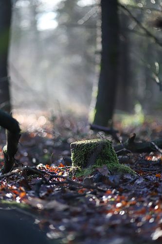 des forêts de conte de fées