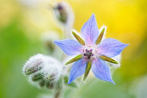 Blaue Borretschblüte mit Gelb