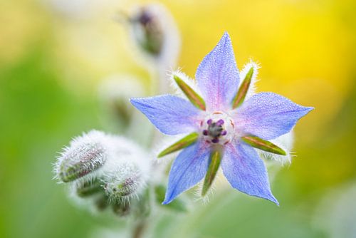 Blauwe Borage Bloem Met Geel