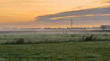 Orangefarbener Sonnenaufgang über nebligen Wiesen
