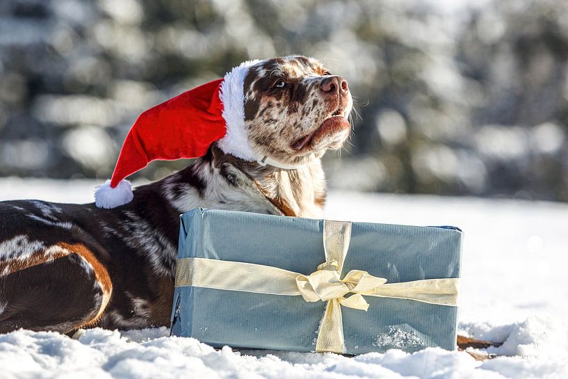 Hond met kerstmuts en cadeau in de sneeuw van Annabell Gsödl