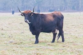 Tauros im Maashorst von Merijn Loch