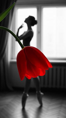 Tulip & Dance