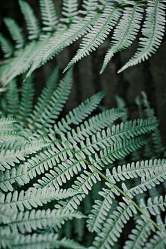 De zacht groene bladeren van een varen van Diana van Neck Photography