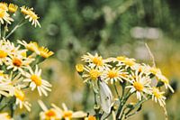 Butterfly on daisy