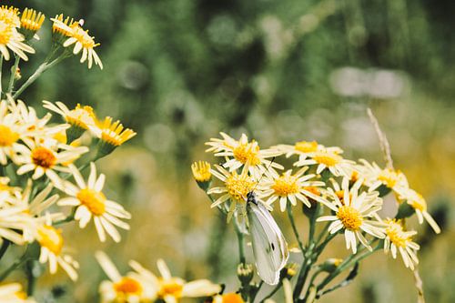 Papillon sur la marguerite