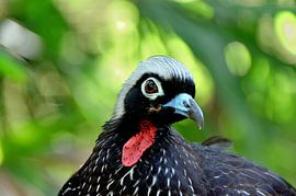 Schwarze Maske gouan in Brasilien von Karel Frielink