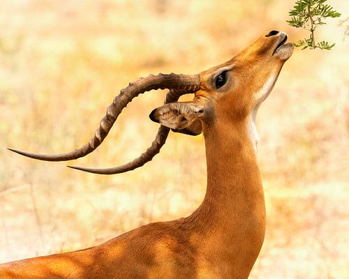 Een moment van gratie - Oeganda Kob antiloop in Lake Mburo N.P.