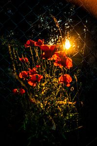 Mohnblumen 3