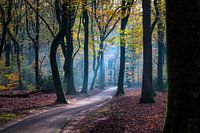 Speulderbos - 5