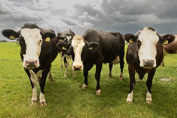 Nieuwsgierige koeien op het Groninger platteland van M. B. fotografie