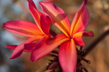 Plumeria in bloei