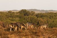 Zebra's bij zonsondergang Zuid Afrika