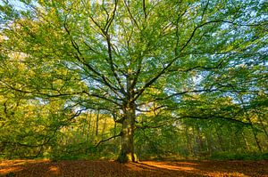 Alte Buche in einem Buchenwald an einem Herbstmorgen