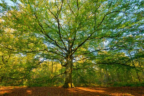 Oude beuk in een beukenbos tijdens een herfstochtend