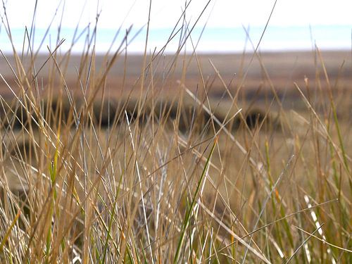 Doorkijkje door het gras