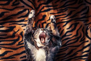 Relaxed cat on a blanket by Felicity Berkleef